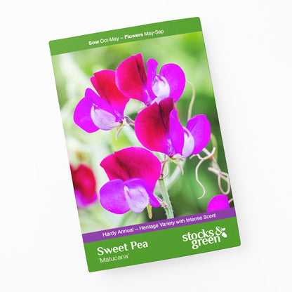 Lathyrus 'Matucana' (Sweet Peas) Seeds