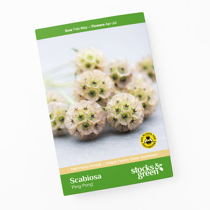 Scabiosa stellata 'Ping Pong' Seeds