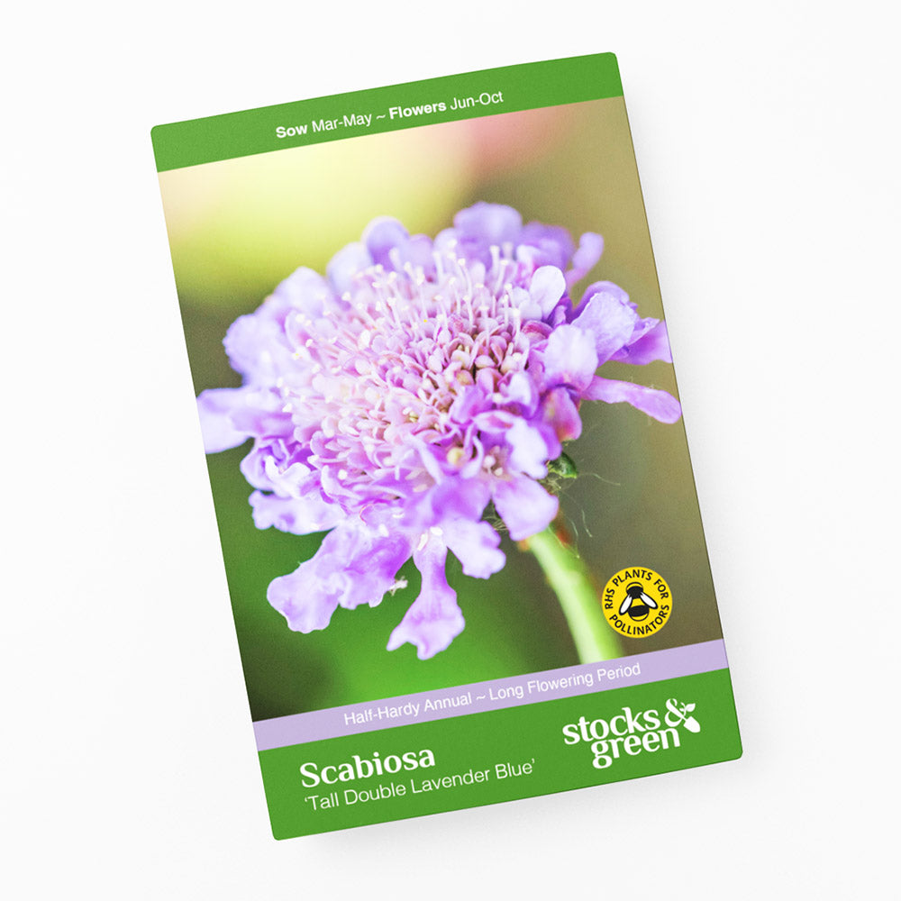 Scabiosa atropurpurea 'Tall Double Lavender Blue' Seeds