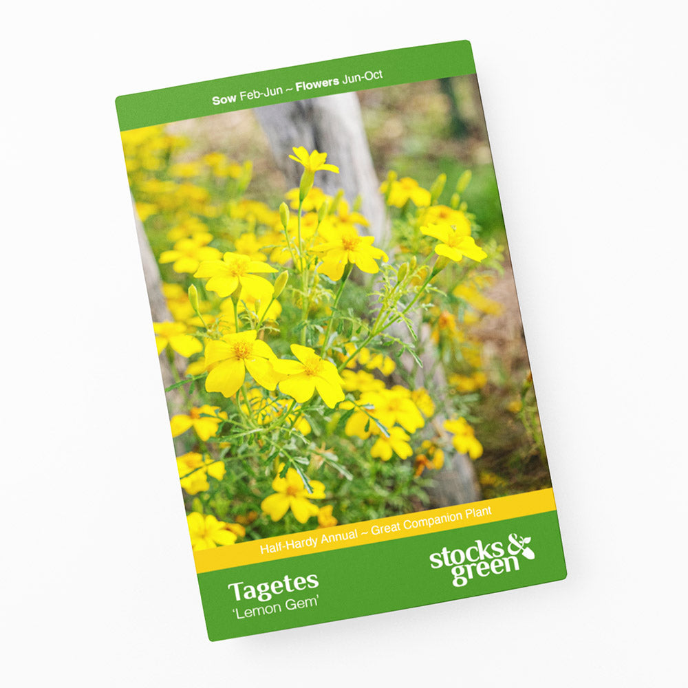 Tagetes 'Lemon Gem' Seeds