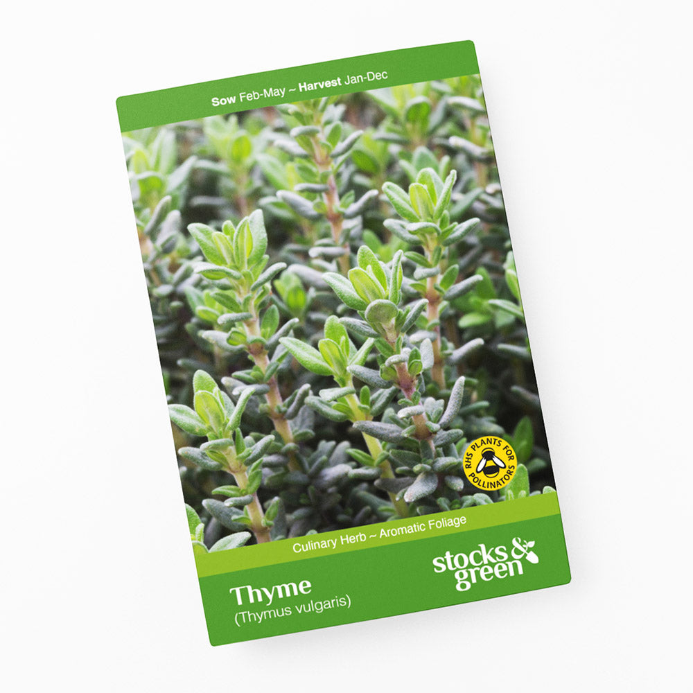 Thyme Seeds