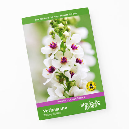 Verbascum 'Snowy Spires' Seeds