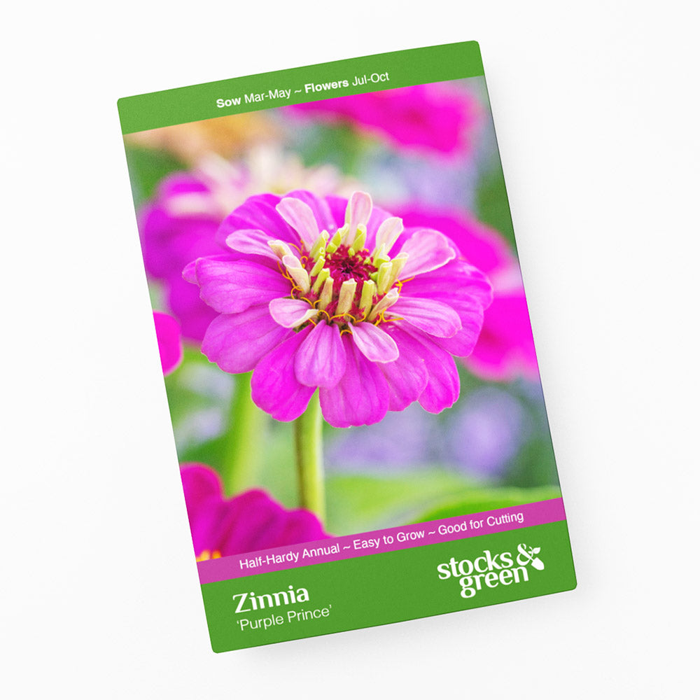 Zinnia elegans 'Purple Prince' Seeds