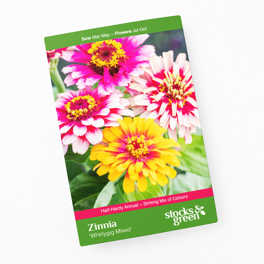 Zinnia elegans 'Whirlygig Mixed' Seeds