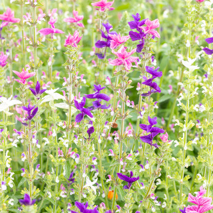 Salvia viridis 'Tricolor Mixed' Seeds