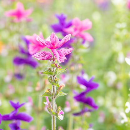 Salvia viridis 'Tricolor Mixed' Seeds