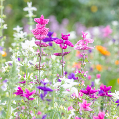 Salvia viridis 'Tricolor Mixed' Seeds