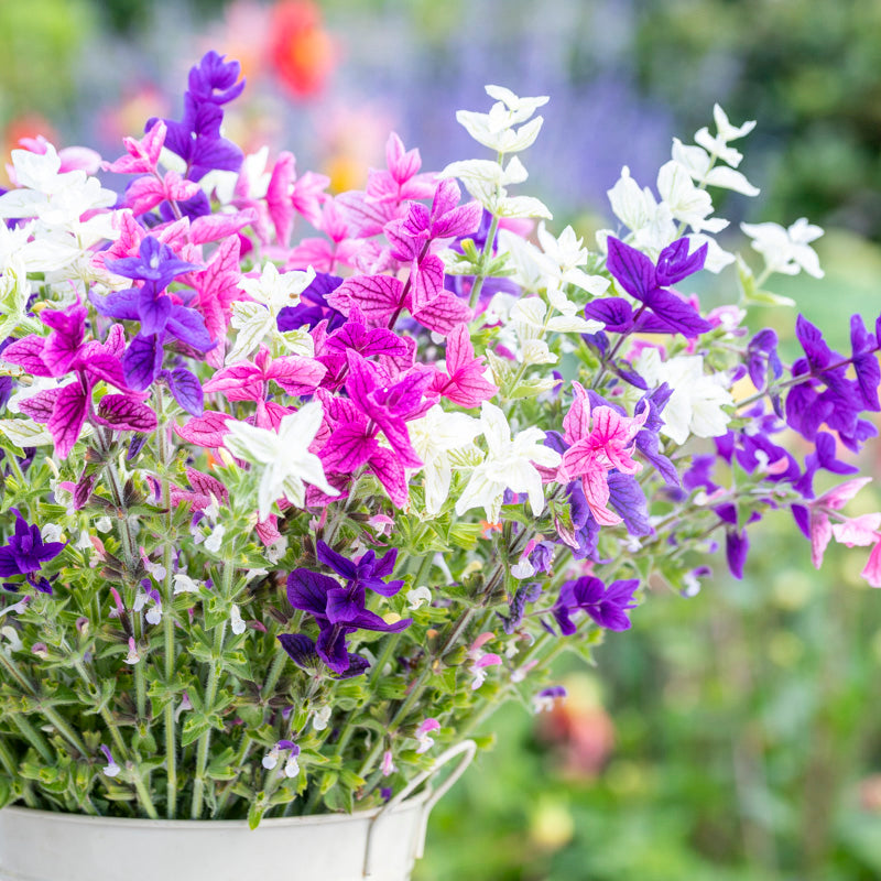 Salvia viridis 'Tricolor Mixed' Seeds