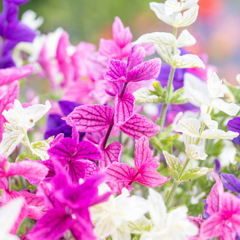 Salvia viridis 'Tricolor Mixed' Seeds