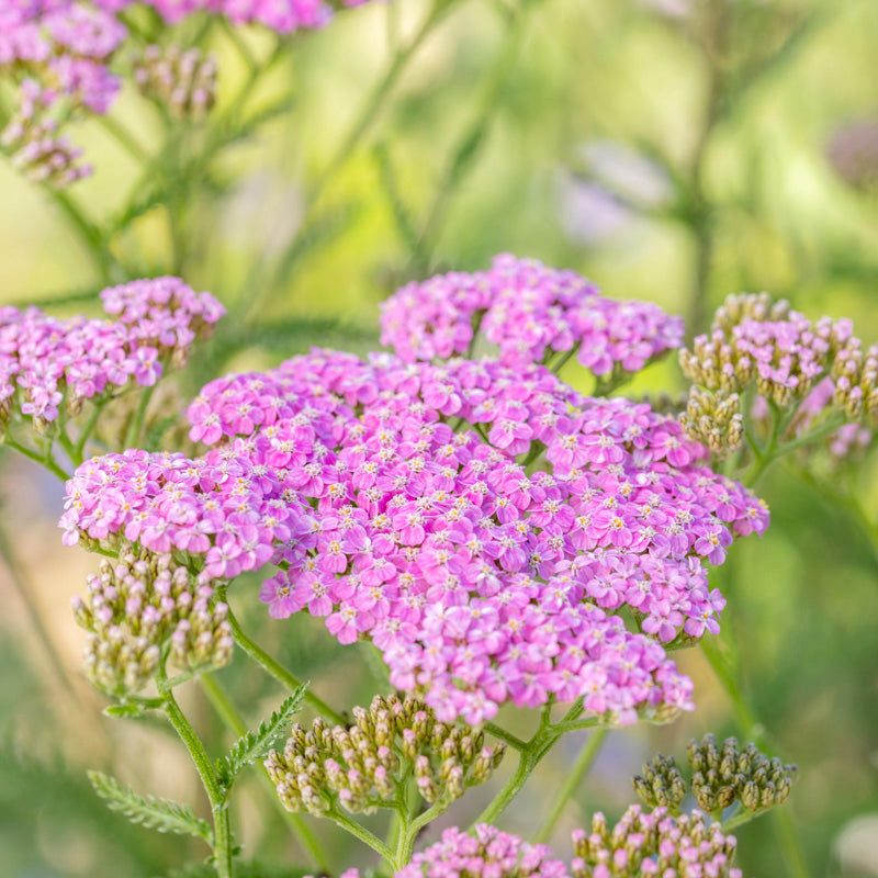 Achillea 'Summer Pastels' Seeds