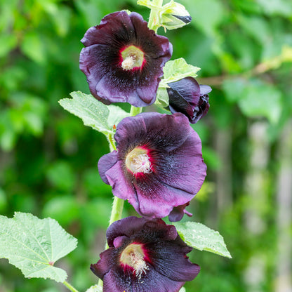 Alcea Black - Hollyhock Seeds