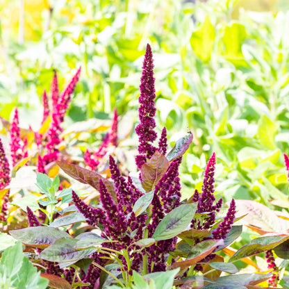 Amaranthus 'Pygmy Torch' Seeds