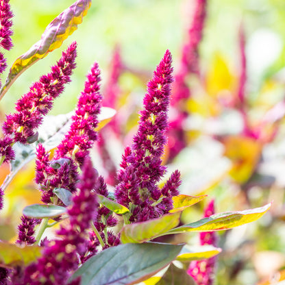 Amaranthus 'Pygmy Torch' Seeds