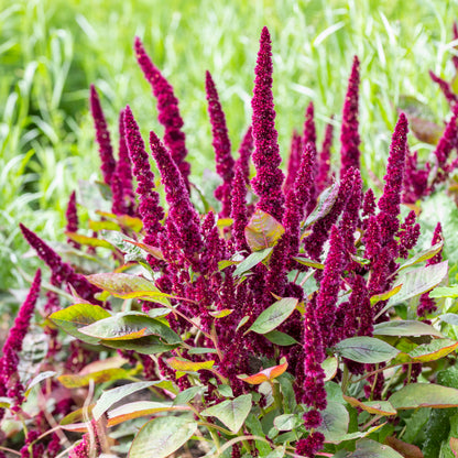 Amaranthus 'Pygmy Torch' Seeds