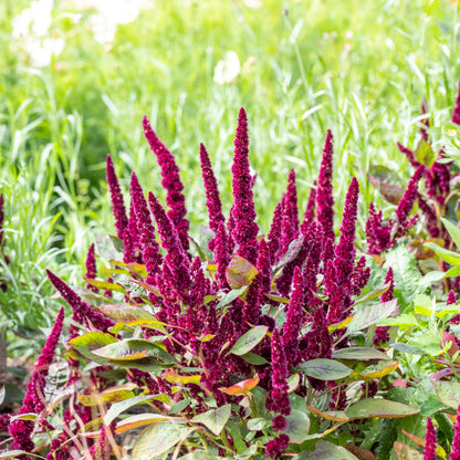 Amaranthus 'Pygmy Torch' Seeds