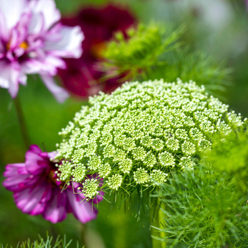 Ammi visnaga - Bishop's Weed Seeds