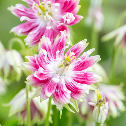 Aquilegia 'Nora Barlow' Seeds