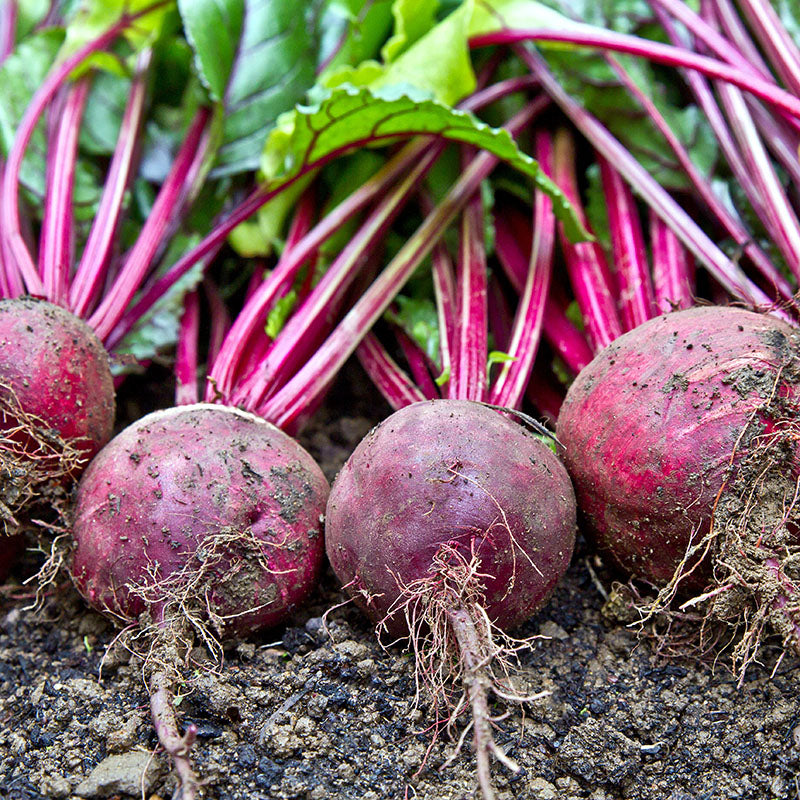 Beetroot 'Boltardy' Seeds