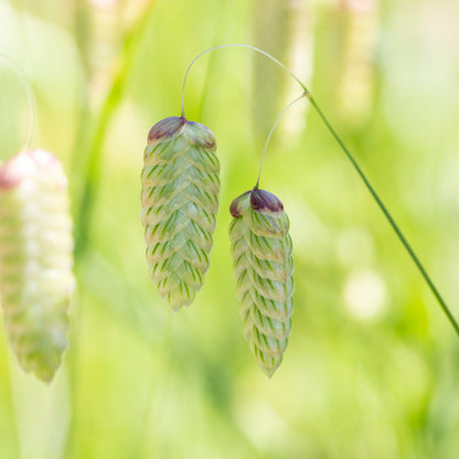 Briza maxima - Seeds