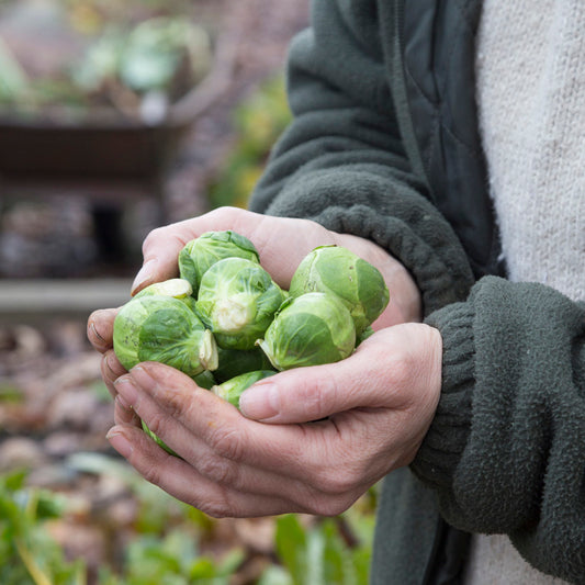 Brussel Sprout 'Long Island' Seeds