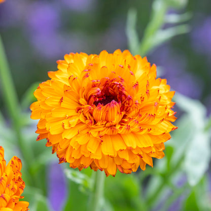 Calendula 'Neon' Seeds