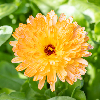 Calendula officinalis 'Apricot Beauty' Seeds