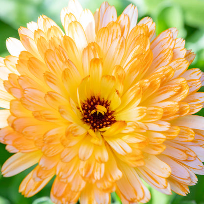 Calendula officinalis 'Apricot Beauty' Seeds