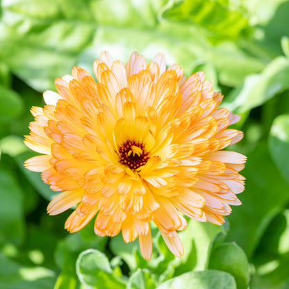 Calendula officinalis 'Apricot Beauty' Seeds