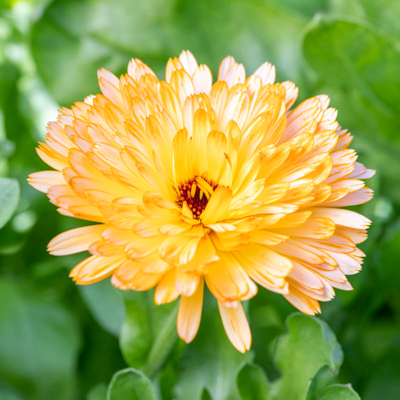 Calendula officinalis 'Apricot Beauty' Seeds