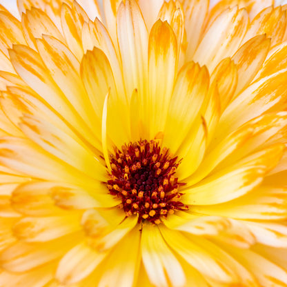 Calendula officinalis 'Apricot Beauty' Seeds