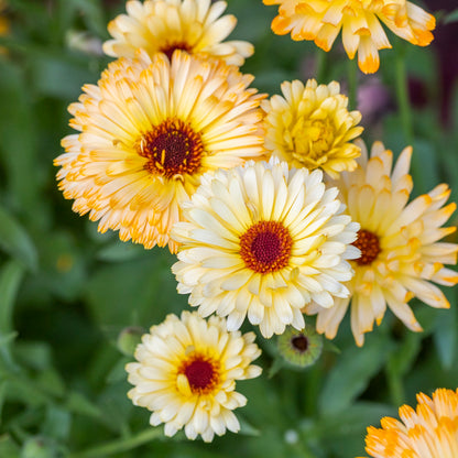 Calendula officinalis 'Apricot Beauty' Seeds