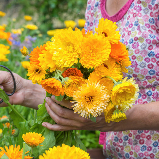 Calendula 'Pacific Beauty Mix' Seeds