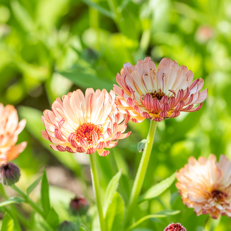 Calendula 'Sherbet Fizz' Seeds