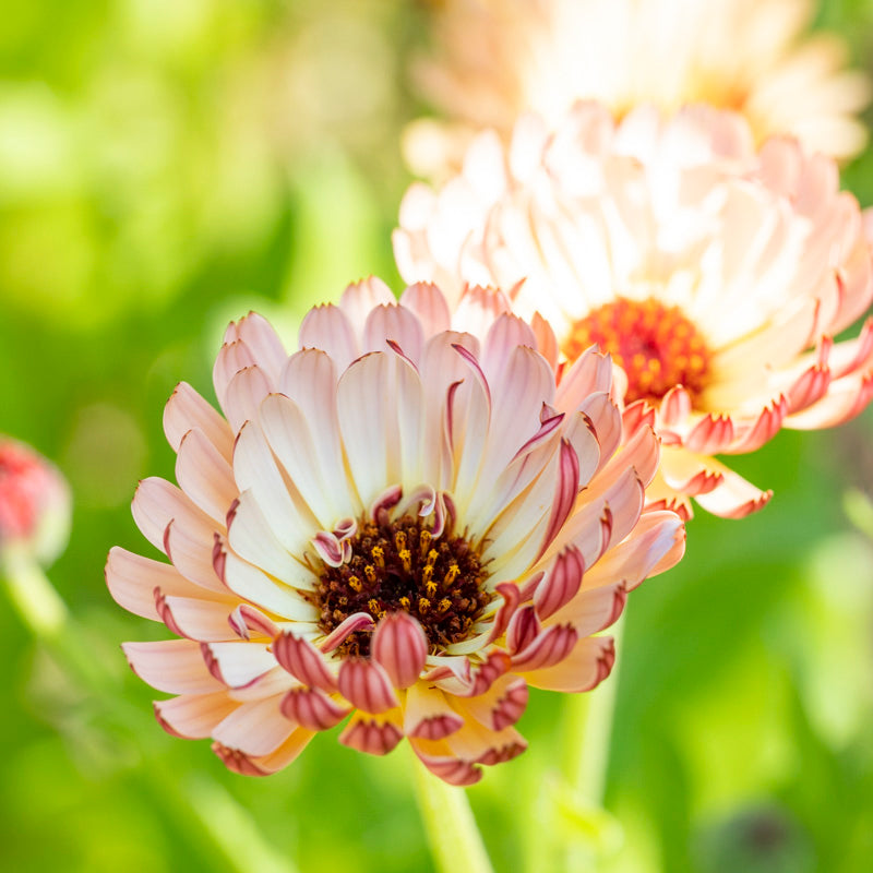 Calendula 'Sherbet Fizz' Seeds