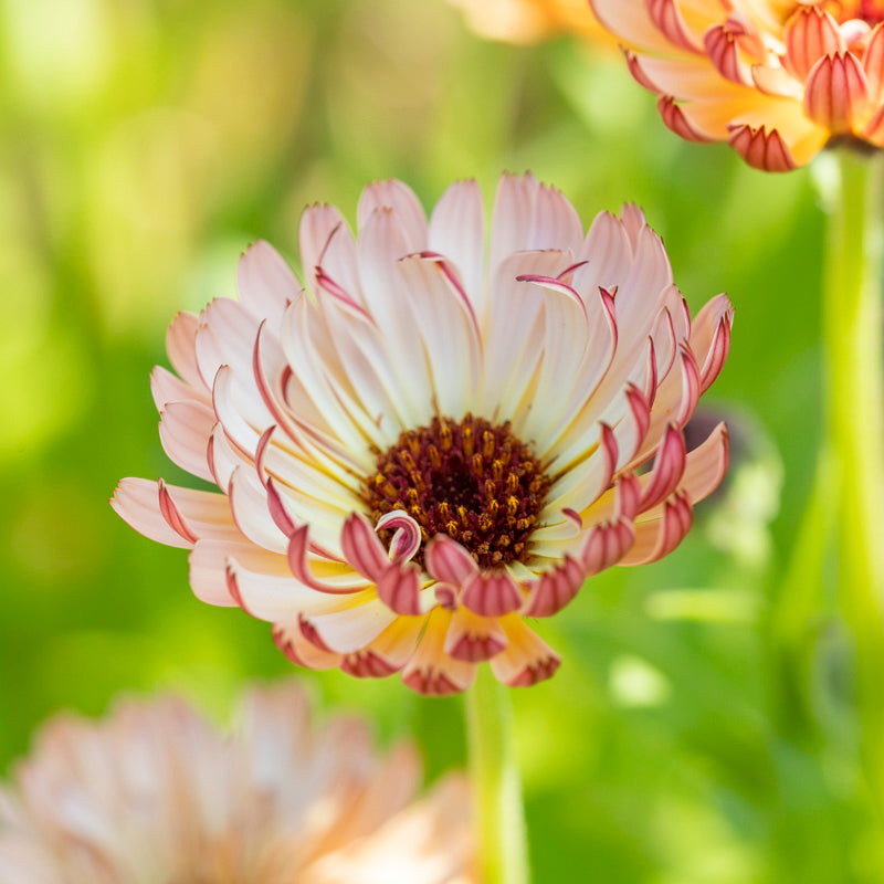 Calendula 'Sherbet Fizz' Seeds