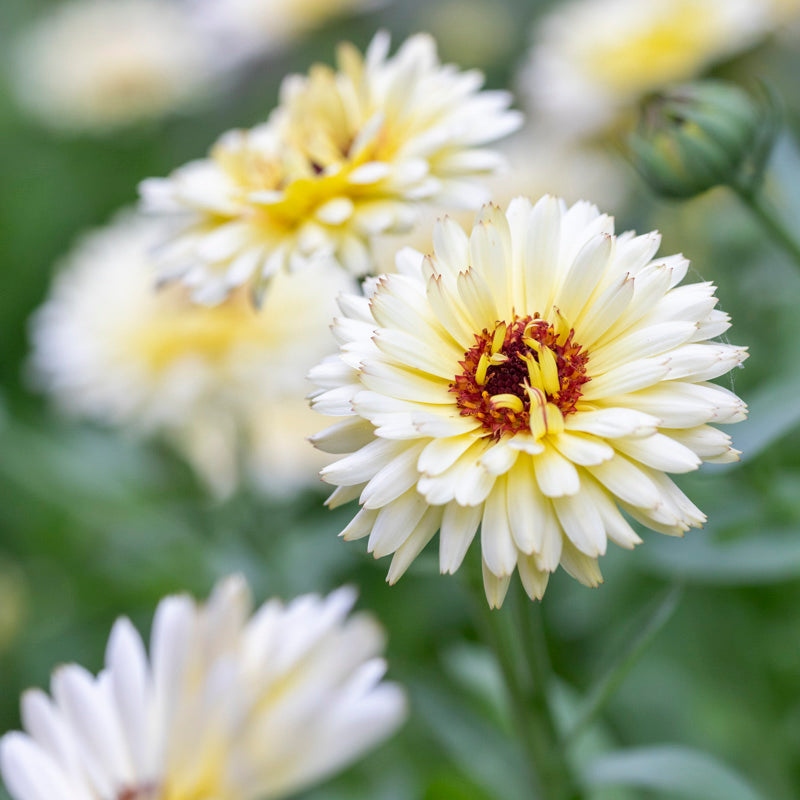 Calendula 'Snow Princess' - Marigold Seeds – Stocks & Green