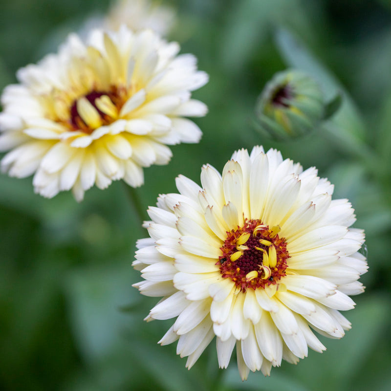 Calendula 'Snow Princess' - Marigold Seeds – Stocks & Green