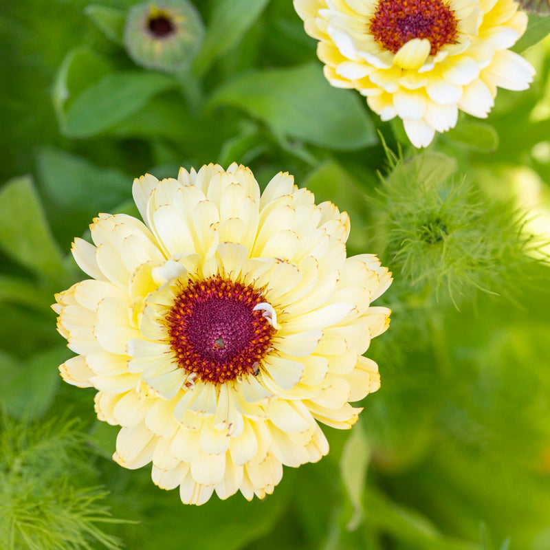 Calendula 'Snow Princess' Seeds