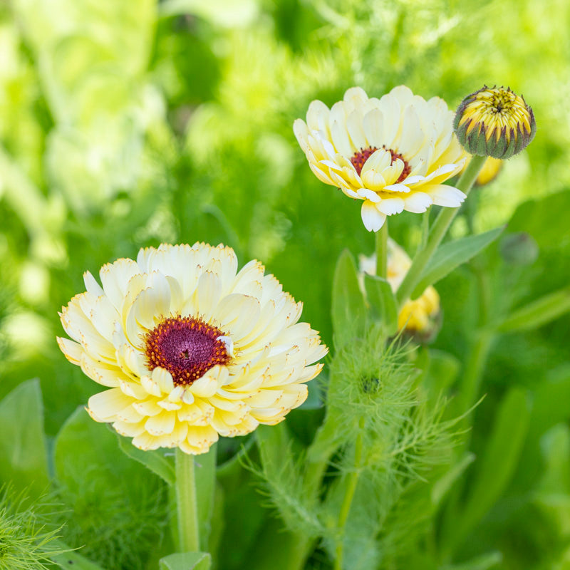 Calendula 'Snow Princess' Seeds