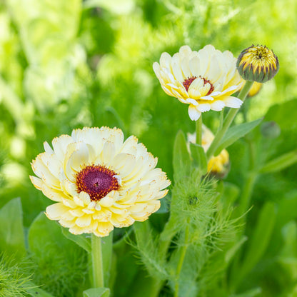 Calendula 'Snow Princess' Seeds