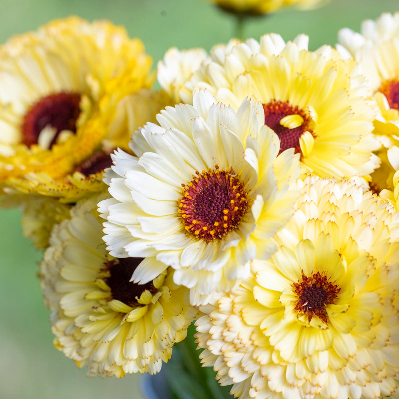 Calendula 'Snow Princess' Seeds