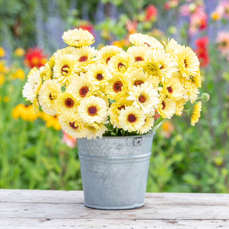 Calendula 'Snow Princess' Seeds