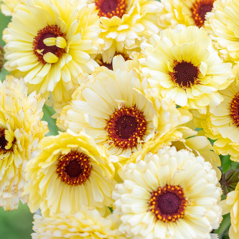 Calendula 'Snow Princess' Seeds