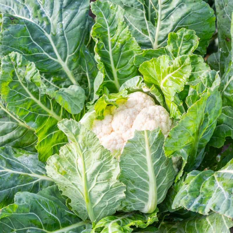 Cauliflower 'All the Year Round' Seeds