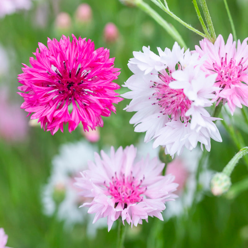 Centaurea cyanus 'Polka Dot Mixed' Seeds – Stocks & Green