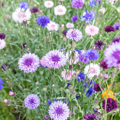 Centaurea cyanus 'Polka Dot Mixed' Seeds