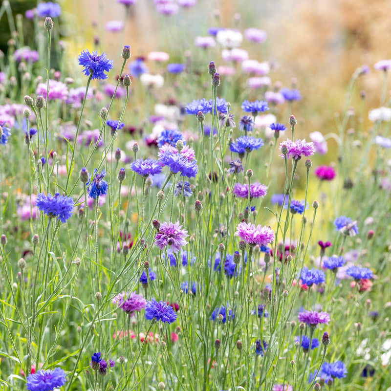 Centaurea cyanus 'Polka Dot Mixed' Seeds