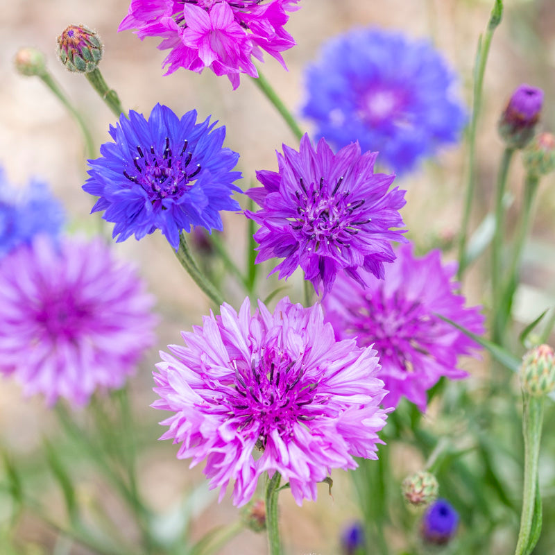 Centaurea cyanus 'Polka Dot Mixed' Seeds