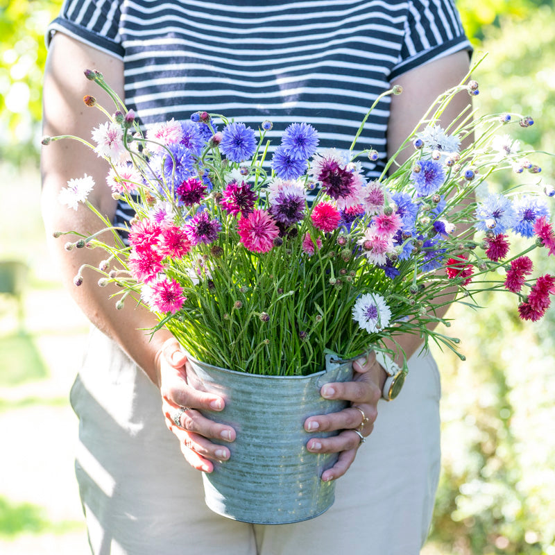 Centaurea cyanus 'Polka Dot Mixed' Seeds