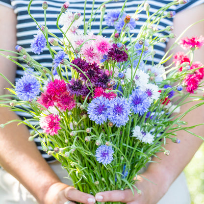 Centaurea cyanus 'Polka Dot Mixed' Seeds